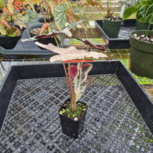 Load image into Gallery viewer, Alocasia nobilis pink Variegated Ships Nationwide