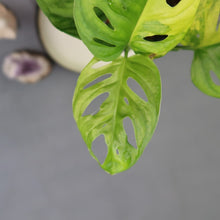 Load image into Gallery viewer, Monstera Adansonii Aurea Variegated 4" pot, Fedex 2 day*