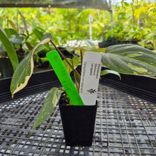 Load image into Gallery viewer, Philodendron Gloriosum Exact Plant Ships nationwide