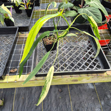 Load image into Gallery viewer, Philodendron Holtonianum Variegated, Exact Plant Ships Nationwide