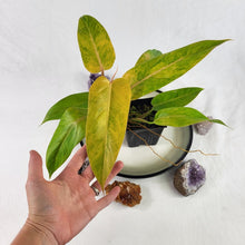 Load image into Gallery viewer, Philodendron Goldiana 4" pot, Fedex 2day*