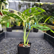 Load image into Gallery viewer, Monstera Adansonii Albo Tricolor Variegated 2.5" pot, Fedex 2day*