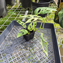Load image into Gallery viewer, Monstera Adansonii Mint "Indonesia", Exact Plant Variegated Ships Nationwide