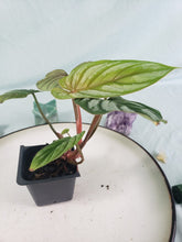 Load image into Gallery viewer, Philodendron Plowmanii, Exact Plant