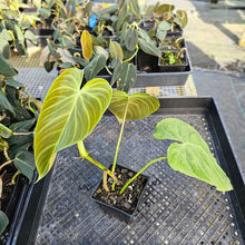 Load image into Gallery viewer, Philodendron Splendid, Exact Plant 4" Ships Nationwide