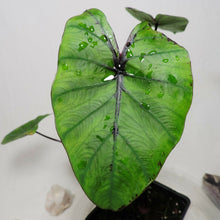 Load image into Gallery viewer, Colocasia Pharoah's Mask 4" . no shiping: ca,az,la,tx