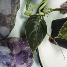 Load image into Gallery viewer, Philodendron Melanochrysum. small plant