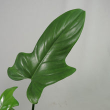 Load image into Gallery viewer, Philodendron Bipennifolium Horse's Head, medium plant