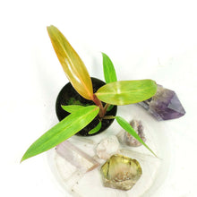 Load image into Gallery viewer, Philodendron Orange Marmalade, Small, no shipping: ca,az,tx,la