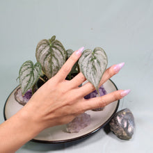 Load image into Gallery viewer, Philodendron Brandtianum small plant