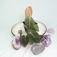 Load image into Gallery viewer, Philodendron Melanochrysum. small plant