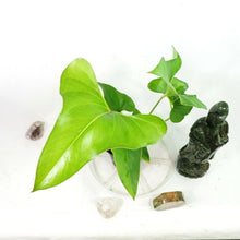 Load image into Gallery viewer, Anthurium Brownii, well rooted small plant. no shipping: ca,az,tx,la