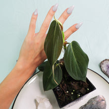 Load image into Gallery viewer, Philodendron Gigas small plant