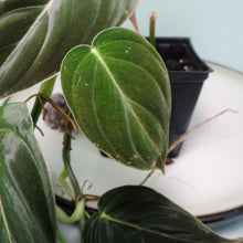 Load image into Gallery viewer, Philodendron Melanochrysum. small plant