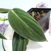 Load image into Gallery viewer, Philodendron Gigas small plant