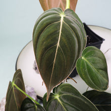 Load image into Gallery viewer, Philodendron Melanochrysum. small plant