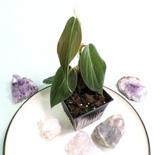 Load image into Gallery viewer, Philodendron Gigas small plant