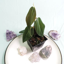 Load image into Gallery viewer, Philodendron Gigas small plant