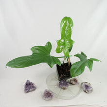 Load image into Gallery viewer, Philodendron Bipennifolium Horse's Head, medium plant