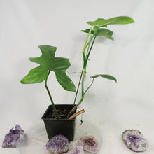 Load image into Gallery viewer, Philodendron Bipennifolium Horse's Head, medium plant