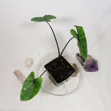 Load image into Gallery viewer, Colocasia Pharoah's Mask 4" . no shiping: ca,az,la,tx