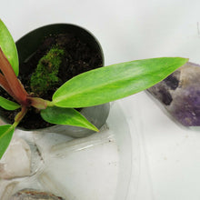 Load image into Gallery viewer, Philodendron Orange Marmalade, Small, no shipping: ca,az,tx,la