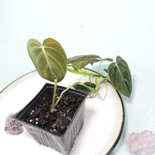 Load image into Gallery viewer, Philodendron Melanochrysum. small plant