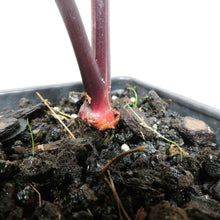 Load image into Gallery viewer, Colocasia Pharoah's Mask 4" . no shiping: ca,az,la,tx