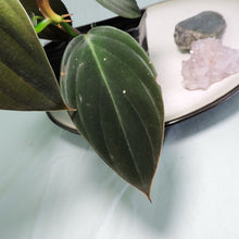 Load image into Gallery viewer, Philodendron Gigas small plant