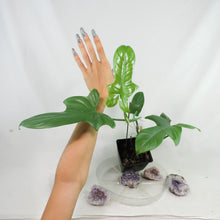 Load image into Gallery viewer, Philodendron Bipennifolium Horse's Head, medium plant