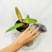 Load image into Gallery viewer, Philodendron Orange Marmalade, Small, no shipping: ca,az,tx,la