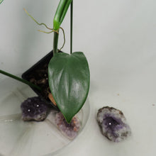 Load image into Gallery viewer, Philodendron Bipennifolium Horse's Head, medium plant