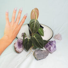 Load image into Gallery viewer, Philodendron Melanochrysum. small plant