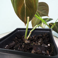 Load image into Gallery viewer, Philodendron Melanochrysum. small plant