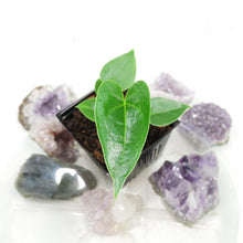 Load image into Gallery viewer, Anthurium Decipiens, Small Plant. no shipping: ca,az,tx,la