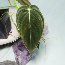 Load image into Gallery viewer, Philodendron Melanochrysum. small plant