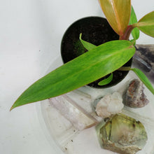 Load image into Gallery viewer, Philodendron Orange Marmalade, Small, no shipping: ca,az,tx,la