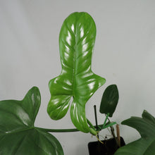 Load image into Gallery viewer, Philodendron Bipennifolium Horse's Head, medium plant