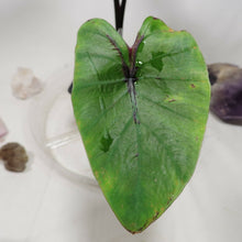 Load image into Gallery viewer, Colocasia Pharoah's Mask 4" . no shiping: ca,az,la,tx