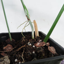 Load image into Gallery viewer, Philodendron Bipennifolium Horse's Head, medium plant