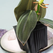 Load image into Gallery viewer, Philodendron Gigas small plant