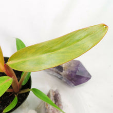 Load image into Gallery viewer, Philodendron Orange Marmalade, Small, no shipping: ca,az,tx,la