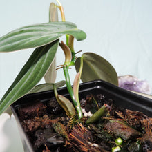 Load image into Gallery viewer, Philodendron Gigas small plant