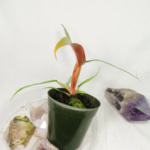 Load image into Gallery viewer, Philodendron Orange Marmalade, Small, no shipping: ca,az,tx,la