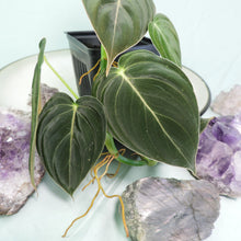 Load image into Gallery viewer, Philodendron Melanochrysum. small plant