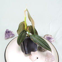 Load image into Gallery viewer, Philodendron Gigas small plant