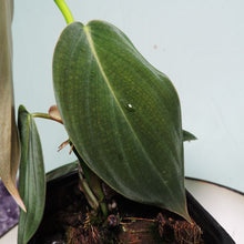 Load image into Gallery viewer, Philodendron Gigas small plant