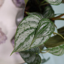 Load image into Gallery viewer, Philodendron Brandtianum small plant