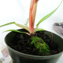 Load image into Gallery viewer, Philodendron Orange Marmalade, Small, no shipping: ca,az,tx,la