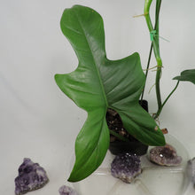 Load image into Gallery viewer, Philodendron Bipennifolium Horse's Head, medium plant